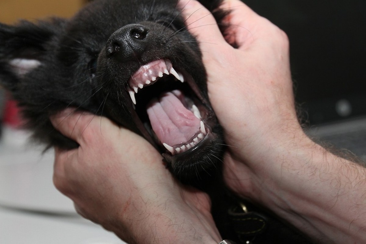 子犬の乳歯はすべて永久歯に生え変わる 犬めいと
